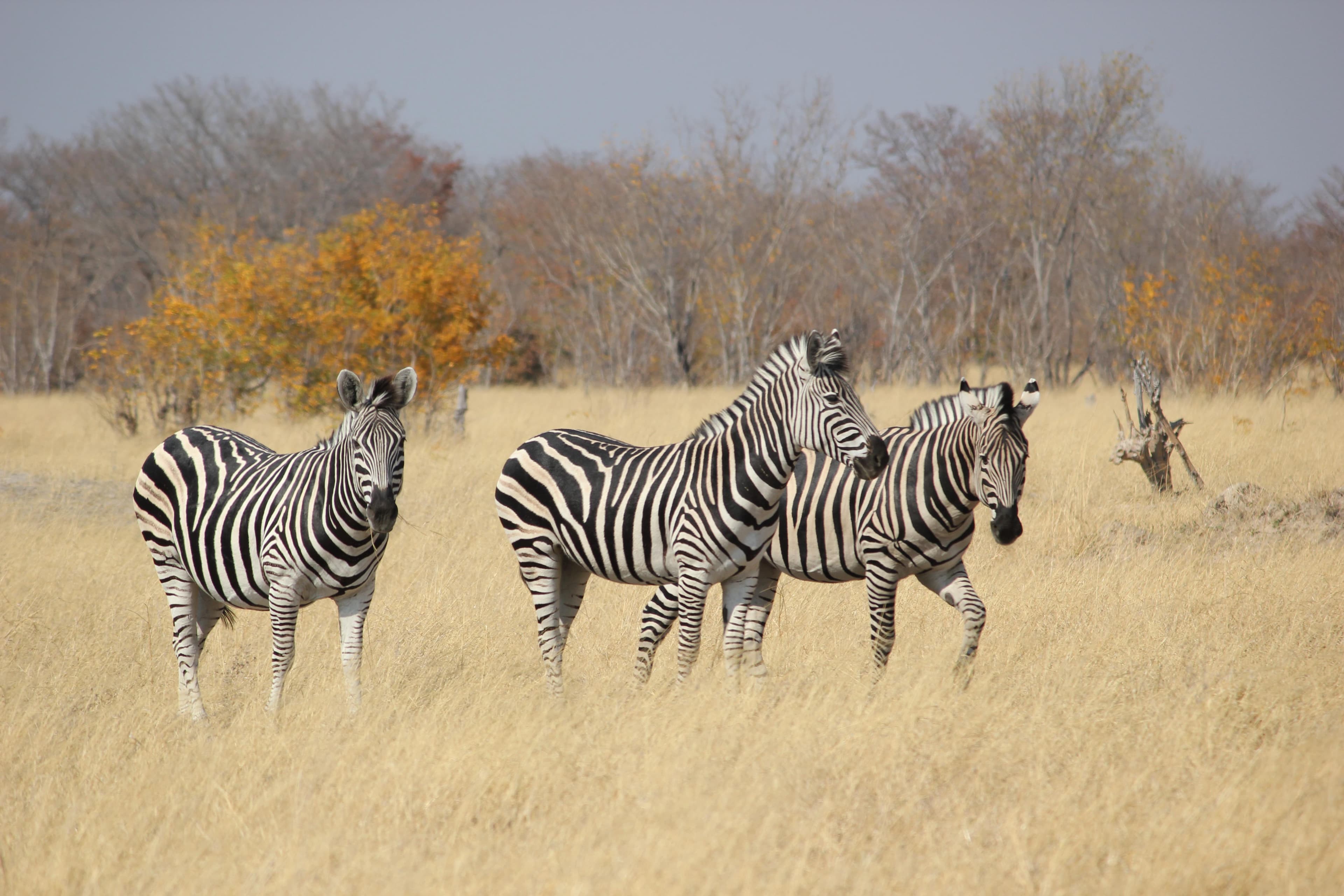 Hwange National Park